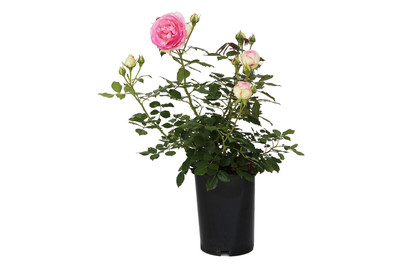 Image of Strauchrose 'Eden Rose 85'®(Rosa 'Eden Rose 85'®), TopfgrösseØ25cm bei JUMBO