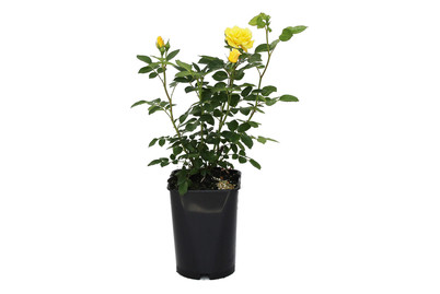 Image of Strauchrose 'Lichtkönigin Lucia'®(Rosa 'Lichtkönigin Lucia'®), TopfgrösseØ25cm bei JUMBO