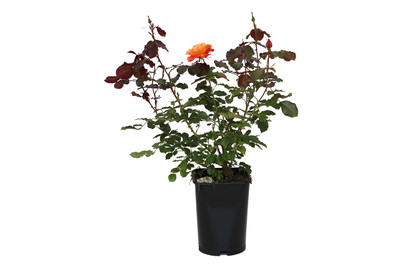 Image of Strauchrose 'Westerland'®(Rosa 'Westerland'®), TopfgrösseØ25cm bei JUMBO