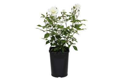 Image of Strauchrose 'Schneewittchen'®(Rosa 'Schneewittchen'®), TopfgrösseØ25cm bei JUMBO