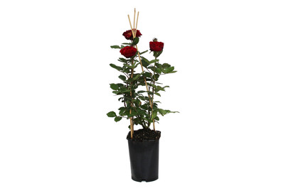 Image of Strauchrose 'Nadia Renaissance'®(Rosa 'Nadia Renaissance'®), TopfgrösseØ25cm bei JUMBO