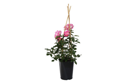 Image of Strauchrose 'Ghita Renaissance'®(Rosa 'Ghita Renaissance'®), TopfgrösseØ25cm bei JUMBO