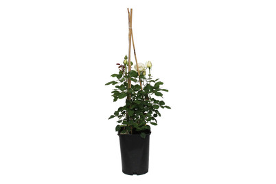 Image of Strauchrose 'Helena Renaissance'®(Rosa 'Helena Renaissance'®), TopfgrösseØ25cm bei JUMBO