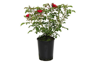 Image of Kleinstrauchrose 'Heidefeuer'®(Rosa 'Heidefeuer'®), TopfgrösseØ18cm bei JUMBO
