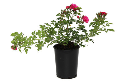 Image of Bodendeckerrose 'Heidetraum'®(Rosa 'Heidetraum'®), TopfgrösseØ18cm bei JUMBO