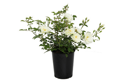 Image of Kleinstrauchrose 'Schneeflocke'®(Rosa 'Schneeflocke'®), TopfgrösseØ18cm bei JUMBO