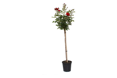 Image of Beetrose 'Nina Weibull'®(Rosa 'Nina Weibull'®, Stamm), TopfgrösseØ29cm bei JUMBO