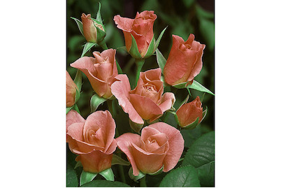 Image of Beetrose 'Elizabeth of Glamis'®(Rosa 'Elizabeth of Glamis'®, Stamm), TopfgrösseØ29cm bei JUMBO