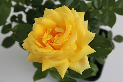 Image of Edelrose 'Landora'®(Rosa 'Landora'®, Stamm), TopfgrösseØ29cm bei JUMBO