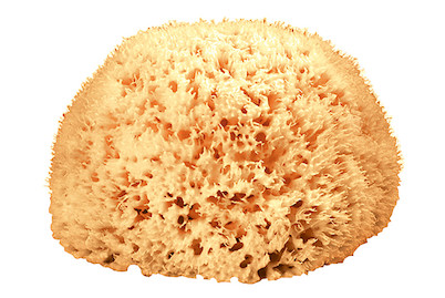 Image of Body Vital Naturschwamm bei JUMBO