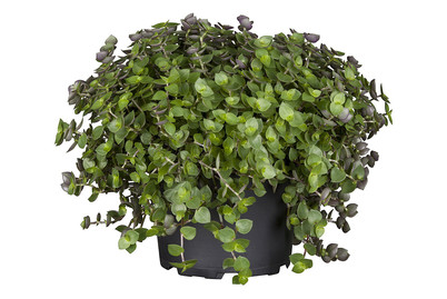Image of Kriechendes Schönpolster, Topfgrösse Ø12cm (Callisia repens) bei JUMBO