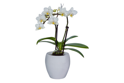 Image of Phalaenopsis 2 Rispig CP Ø7 bei JUMBO