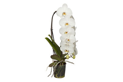 Image of Schmetterlingsorchidee 'Formidablo', Topfgrösse Ø12cm (Phalaenopsis 'Formidablo') bei JUMBO
