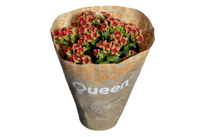 Image of Flammendes Käthchen, Topfgrösse Ø10.5cm (Kalanchoe blossfeldiana, zweifarbig) bei JUMBO