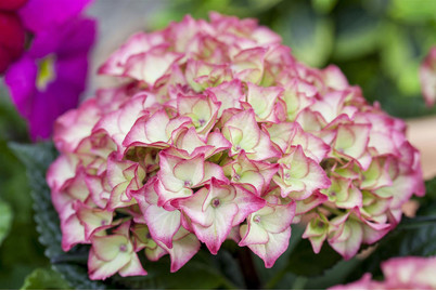 Image of Garten-Hortensie, Topfgrösse Ø14cm (Hydrangea macrophylla, zweifarbig) bei JUMBO