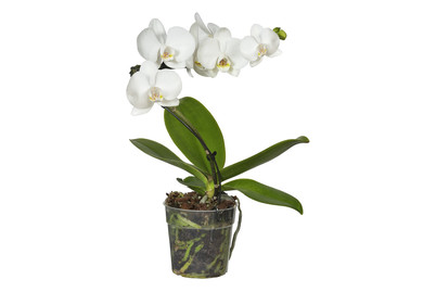 Image of Phalaenopsis 'Balletto', Topfgrösse Ø12cm (Phalaenopsis 'Balletto') bei JUMBO