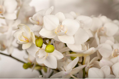 Image of Kleinblumige Schmetterlingsorchidee, Topfgrösse Ø15cm (Phalaenopsis multiflora 'Bellissimo') bei JUMBO