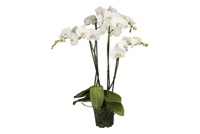 Image of Phalaenopsis 'Theatro', Topfgrösse Ø17cm (Phalaenopsis 'Theatro') bei JUMBO