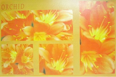 Image of Tischset Cristallino Orchid PLU 1866 bei JUMBO