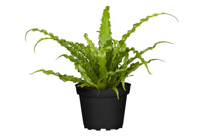 Image of Nestfarn 'Osaka', Topfgrösse Ø12cm (Asplenium antiquum 'Osaka') bei JUMBO
