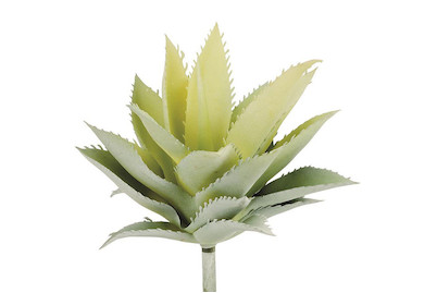 Image of Agave 15 cm