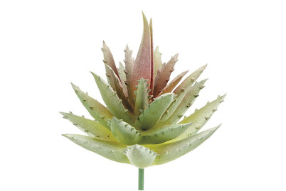 Image of Aloe 7 cm bei JUMBO