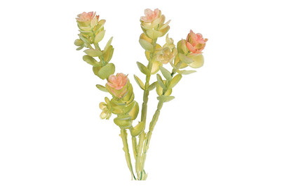 Image of Caryophyllaceae 16 cm bei JUMBO