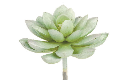 Image of Echeveria 7 cm bei JUMBO