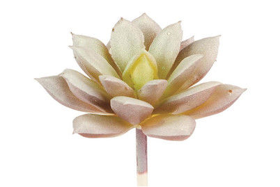 Image of Echeveria 8 cm bei JUMBO