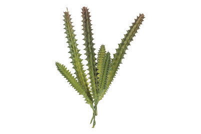 Image of Hylocereus undatus 15 cm bei JUMBO