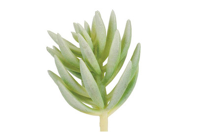 Image of Pachyphytum compactum 7 cm bei JUMBO