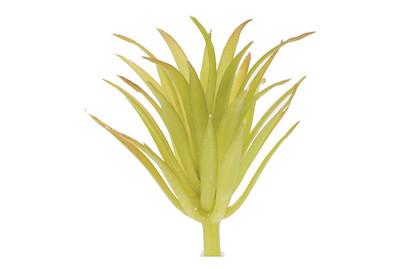 Image of Tillandsia brachya 7 cm bei JUMBO
