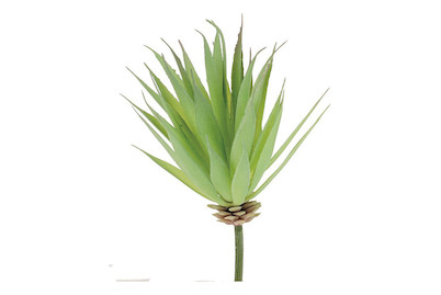 Image of Yucca 16 cm bei JUMBO