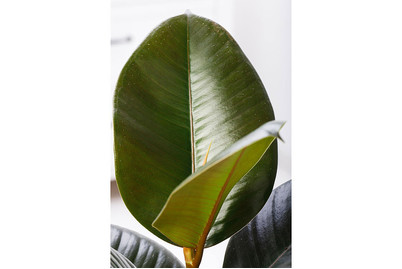 Image of Gummibaum, Topfgrösse Ø17cm (Ficus elastica) bei JUMBO