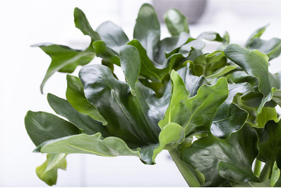 Image of Philodendron 'Atom', Topfgrösse Ø12cm (Philodendron bipinnatifidum 'Atom') bei JUMBO