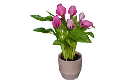 Image of Calla CP Ø14cm bei JUMBO