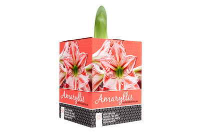 Image of Ritterstern, Topfgrösse Ø14x14cm (Hippeastrum, gestreift) bei JUMBO