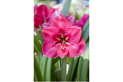 Image of Ritterstern, Topfgrösse Ø14x14cm (Hippeastrum, violett) bei JUMBO