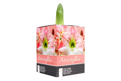 Image of Ritterstern, Topfgrösse Ø14x14cm (Hippeastrum, rosa) bei JUMBO