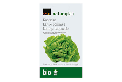 Image of Bio Naturaplan Kopfsalat Maikönig bei JUMBO