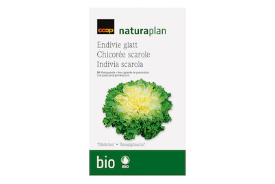 Image of Bio Naturaplan Endivie glatt 'Ysbrächer'