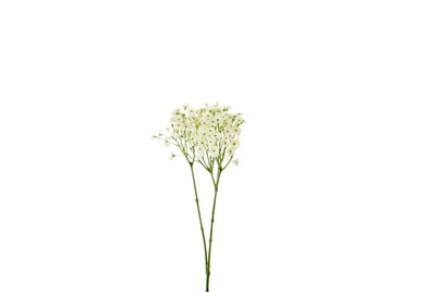 Image of Luwatex Gypsophilla crème bei JUMBO