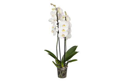 Image of Schmetterlingsorchidee, Topfgrösse Ø12cm (Phalaenopsis, weiss) bei JUMBO