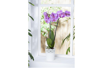 Image of Schmetterlingsorchidee, Topfgrösse Ø12cm (Phalaenopsis, rosa-lila) bei JUMBO