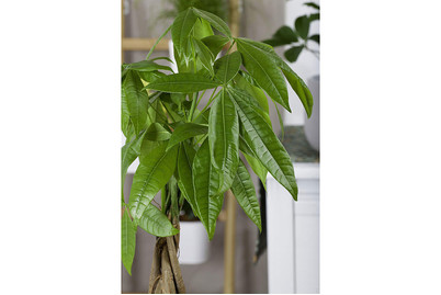 Image of Glückskastanie, Topfgrösse Ø27cm (Pachira aquatica) bei JUMBO