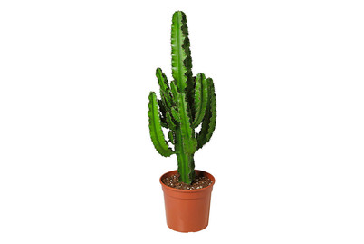 Image of Abessinische Wolfsmilch, Topfgrösse Ø24cm (Euphorbia abyssinica) bei JUMBO