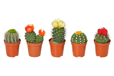 Image of Kakteen, Topfgrösse Ø5.5cm (Cactus) bei JUMBO