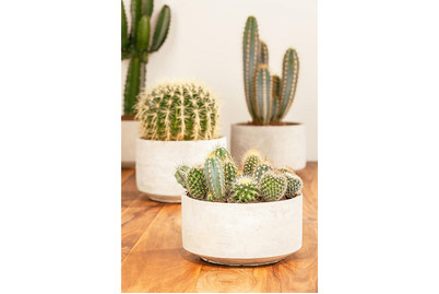 Image of Kakteen, Topfgrösse Ø8.5cm (Cactus) bei JUMBO