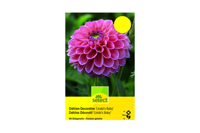 Image of Select Dahlien Lindas Baby bei JUMBO