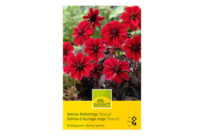 Image of select Rotblättrige Dahlien Dracula lilarosa bei JUMBO